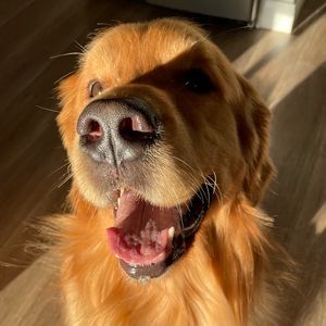 Meet your Posher, Harper